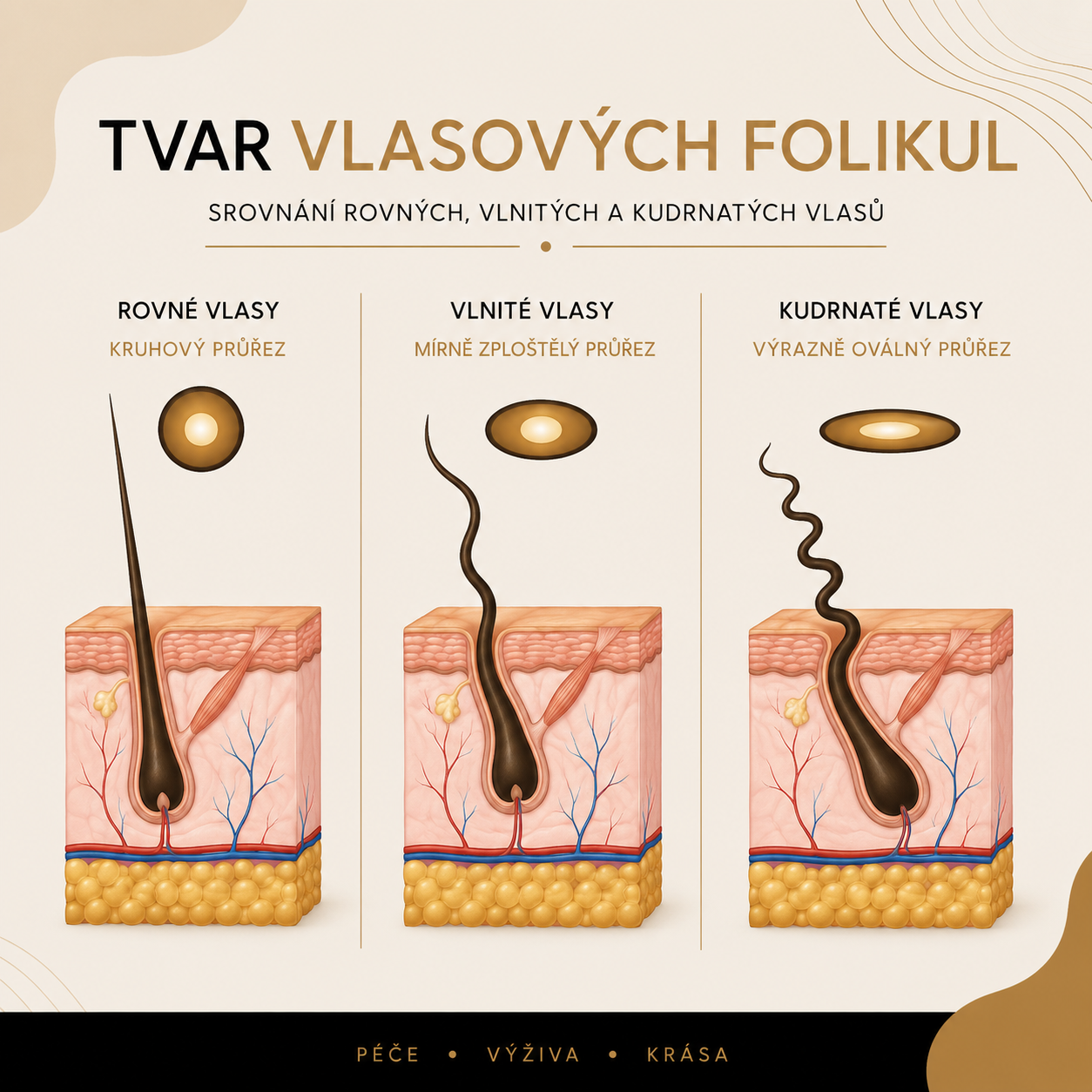 Tvar vlasových folikulů